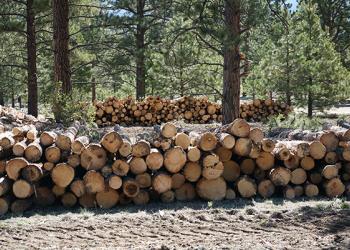 Threemile Creek forest health project harvested timber