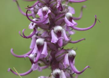 Elephant Head Flowers on the Rio Grande National Forest