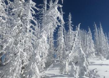Snowy Trees Wolf Creek Pass