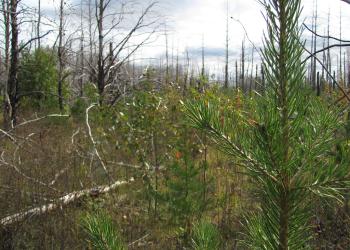 Fall 160916 Pagami pines
