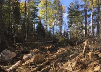 Feature: Greenwood Fire - Dozer