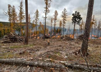 Piles burning in the forest.