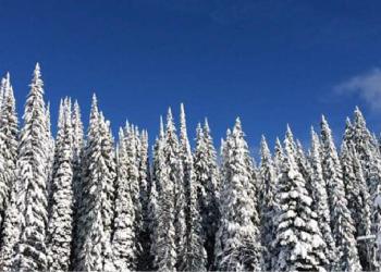 Tall, snow-covered conifer evergreens frame a bluebird sky.