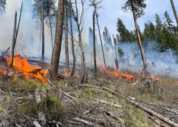 Low intensity fire burning in the forest