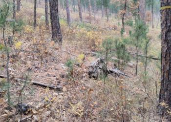 Ponderosa Pine