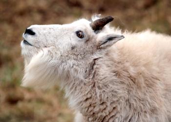 Mountain Goat
