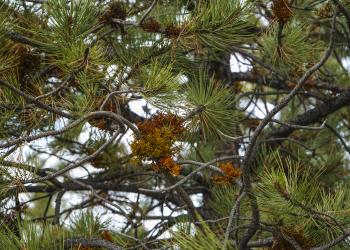 a close up of a dwarf mistletoe infestation on a tree