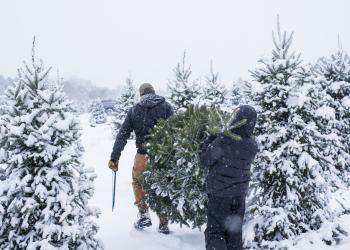 Two people carry a holiday tree out of the forest
