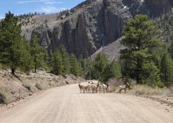Bighorn sheep are clustered in a small group standing on a dirt road with steep rocky cliffs up one side.