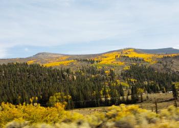 Yellow aspen trees span the mountainside above the evergreen trees.