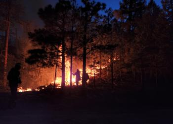 Photo of Magdalena Ranger District 2022 Bear Trap Fire