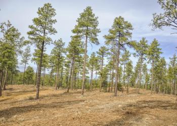 Tall pines thinned out with very little vegetation on the ground.