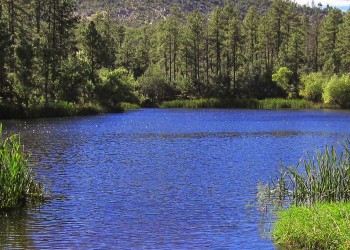 Blue lake surrounded by tall pine trees.