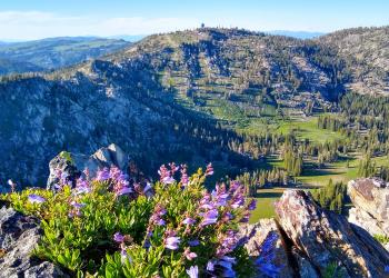 Picture of penstemon fruticosus atop Granite Peak