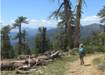 Hiker walks down the trail with trees, forest and mountain in the background.