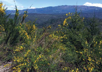 Invasive Plants of Mendocino National Forest