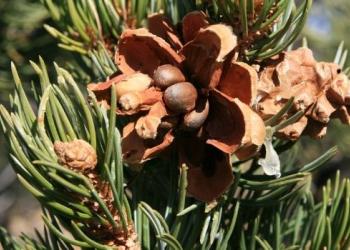 Budding pine cone