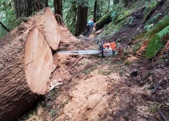 Cut logs on trail with chainsaw