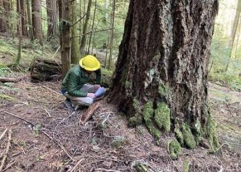 Forest Service silviculturist kneels down and inspects the base of a large moss-covered tree.