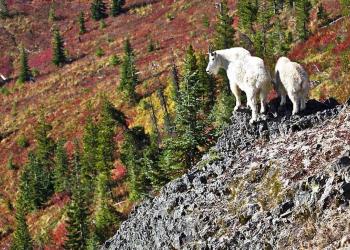 Two white and shaggy looking mountain goats standing on a rocky hill with trees on a hillside behind them.