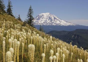 a hill slope covered in fluffy white bear grass with Mt Adams in the background.