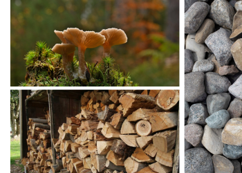 Mushrooms, stacked firewood and rocks of different sizes gray in color