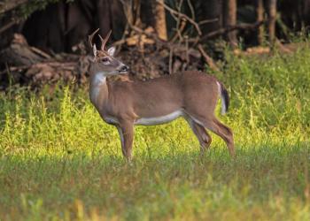deer standing in forest
