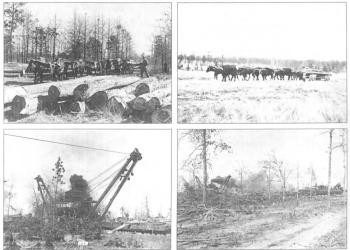 early picture collage of forestry in the kisatchie