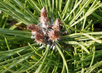A close up of a balsam tree