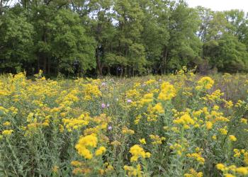 A tall seedbed flowering with yellow flowers.