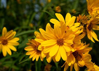 A sawtooth sunflower in bloom. Dense, yellow flowerheads with wide ray florets. Green stems and leaves.