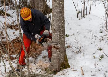 A man cutting down a tree