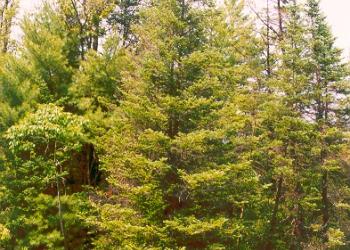 a group of balsam fir trees