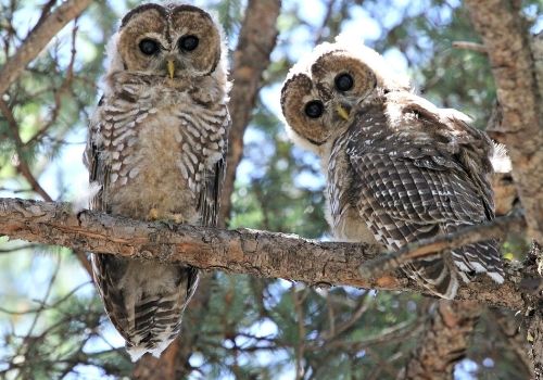 two mexican spotted owl fledgling perch in tree