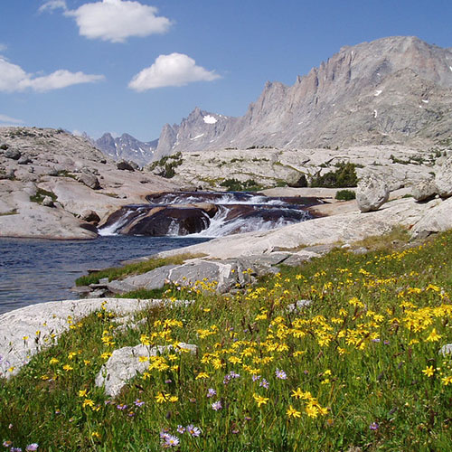 Flowing stream water with yellow wildflowers and mountains in the national forest in Wyoming