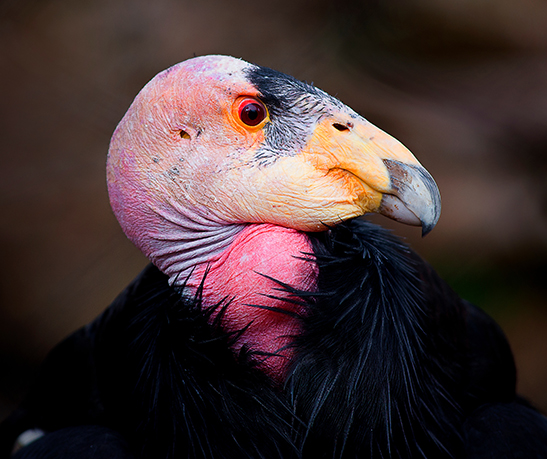 The face of a California Condor