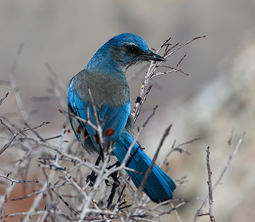A brilliant blue Pinyon Jay bird on tiny tree branches