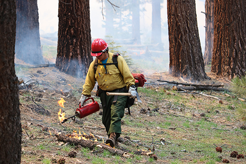Firefighter using drip torch on the fire line 
