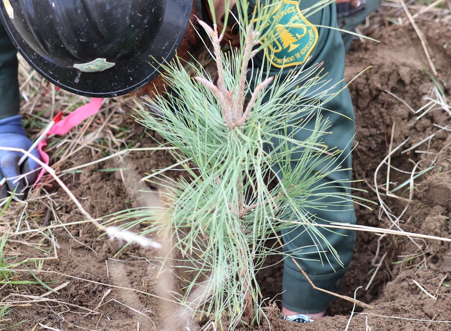 A close up image of a Forest Service employee planting a seedling