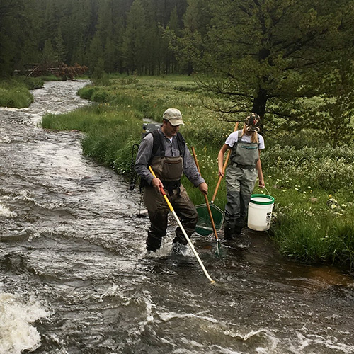 Two forest workers wading down a stream with scientific instruments.