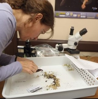 A scientist looks at soil samples in a laboratory.