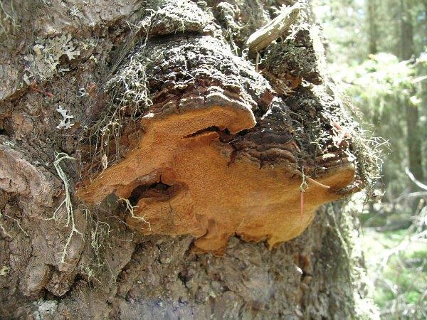 Closeup of red ring rot conk on Douglas-fir.