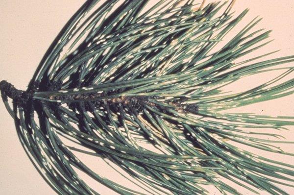Ponderosa pine branch with pine needle scale.