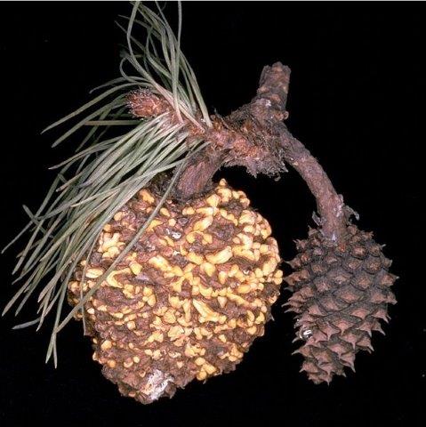 Swollen Chihuahua pine cone infected with C. conigenum and sporulating. An uninfected cone is on the right.