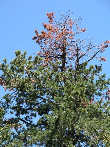 Top-kill and flagging on mature white pine.