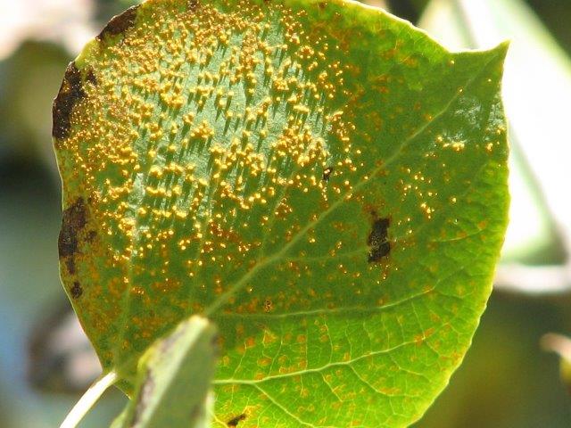 Rust pustules of Melampsora spp. on aspen leaves.