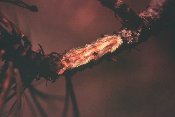 Cambium of infected branch has pockets of dark resin.