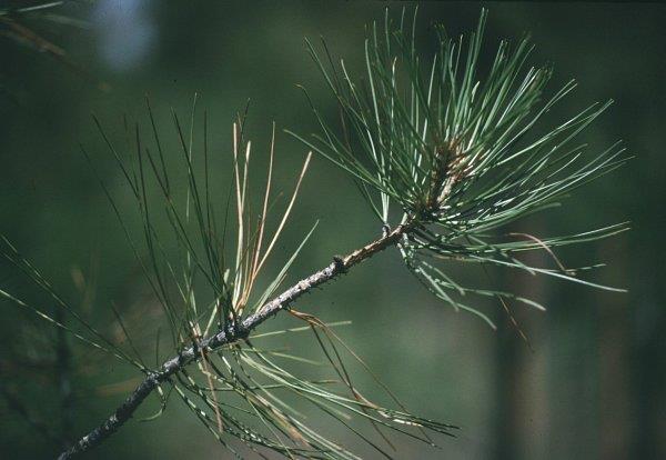Diseased 1-year needles are cast in late summer leaving current year and 2-year+ needles.