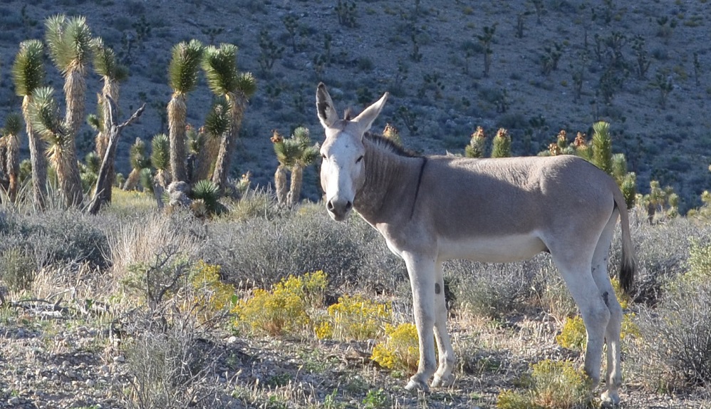 a wild burro hanging out, posing for a picture with some joshua trees