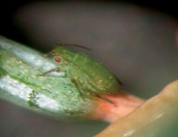 Adult spruce aphid.